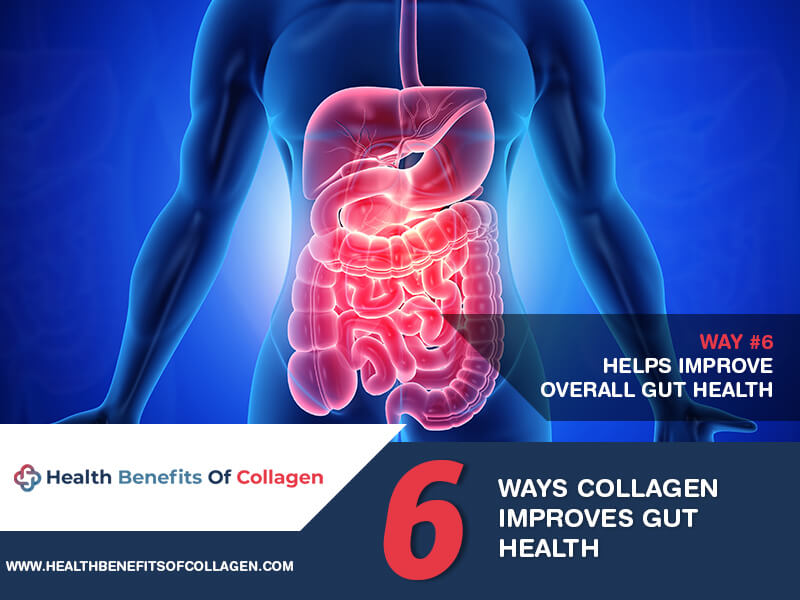  collagen and your gut health